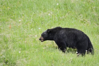 American Black Bear (Ursus americanus) eating plants, Jasper National Park, Alberta, Canada