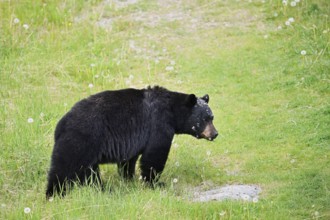 American Black Bear (Ursus americanus), Jasper National Park, Alberta, Canada