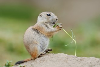 Black-tailed prairie dog (Cynomys ludovicianus), young sits on the burrow and eats a blade of