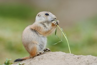 Black-tailed prairie dog (Cynomys ludovicianus), young sits on the burrow and eats a blade of