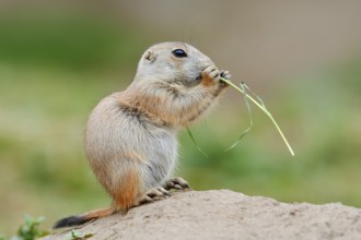 Black-tailed prairie dog (Cynomys ludovicianus), young sits on the burrow and eats a blade of