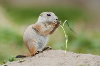 Black-tailed prairie dog (Cynomys ludovicianus), young sits on the burrow and eats a blade of