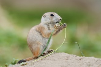 Black-tailed prairie dog (Cynomys ludovicianus), young sits on the burrow and eats a blade of