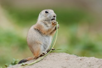 Black-tailed prairie dog (Cynomys ludovicianus), young sits on the burrow and eats a blade of