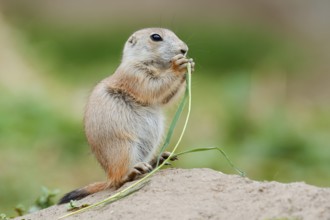 Black-tailed prairie dog (Cynomys ludovicianus), young sits on the burrow and eats a blade of