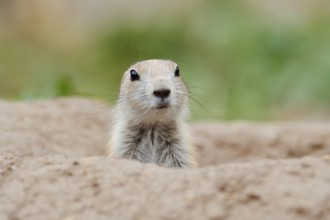 Black-tailed prairie dog (Cynomys ludovicianus), young animal looks out of the den, captive,