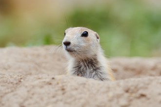 Black-tailed prairie dog (Cynomys ludovicianus), young animal looks out of the den, captive,