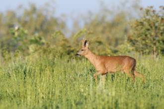 European roe deer (Capreolus capreolus), roebuck in a meadow in spring, North Rhine-Westphalia,