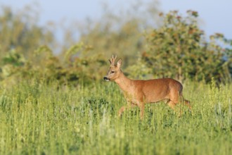 European roe deer (Capreolus capreolus), roebuck in a meadow in spring, North Rhine-Westphalia,