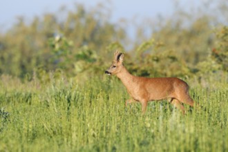 European roe deer (Capreolus capreolus), roebuck in a meadow in spring, North Rhine-Westphalia,