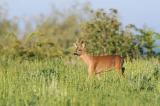 European roe deer (Capreolus capreolus), roebuck in a meadow in spring, North Rhine-Westphalia,