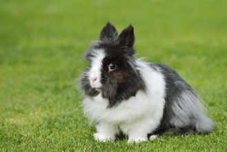 Lionhead rabbit (Oryctolagus cuniculus forma domestica) in a meadow, North Rhine-Westphalia,