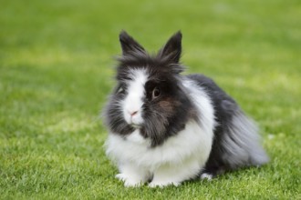 Lionhead rabbit (Oryctolagus cuniculus forma domestica) in a meadow, North Rhine-Westphalia,