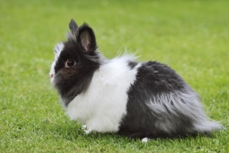 Lionhead rabbit (Oryctolagus cuniculus forma domestica) in a meadow, North Rhine-Westphalia,