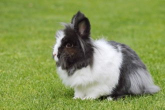 Lionhead rabbit (Oryctolagus cuniculus forma domestica) in a meadow, North Rhine-Westphalia,