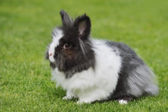 Lionhead rabbit (Oryctolagus cuniculus forma domestica) in a meadow, North Rhine-Westphalia,