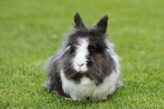Lionhead rabbit (Oryctolagus cuniculus forma domestica) in a meadow, North Rhine-Westphalia,