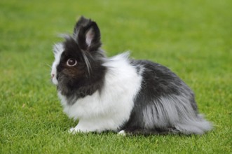 Lionhead rabbit (Oryctolagus cuniculus forma domestica) in a meadow, North Rhine-Westphalia,