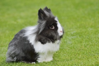 Lionhead rabbit (Oryctolagus cuniculus forma domestica) in a meadow, North Rhine-Westphalia,