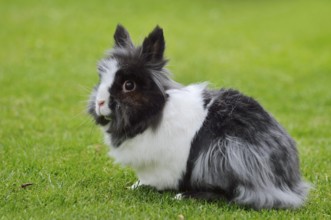 Lionhead rabbit (Oryctolagus cuniculus forma domestica) in a meadow, North Rhine-Westphalia,