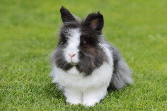 Lionhead rabbit (Oryctolagus cuniculus forma domestica) in a meadow, North Rhine-Westphalia,