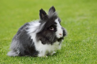 Lionhead rabbit (Oryctolagus cuniculus forma domestica) in a meadow, North Rhine-Westphalia,
