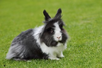 Lionhead rabbit (Oryctolagus cuniculus forma domestica) in a meadow, North Rhine-Westphalia,