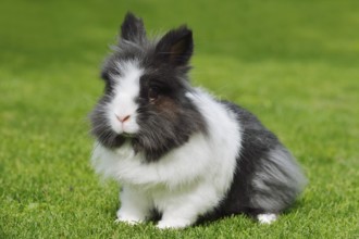 Lionhead rabbit (Oryctolagus cuniculus forma domestica) in a meadow, North Rhine-Westphalia,