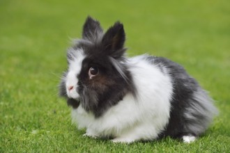 Lionhead rabbit (Oryctolagus cuniculus forma domestica) in a meadow, North Rhine-Westphalia,