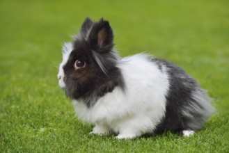 Lionhead rabbit (Oryctolagus cuniculus forma domestica) in a meadow, North Rhine-Westphalia,