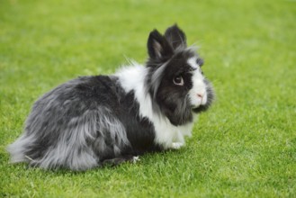Lionhead rabbit (Oryctolagus cuniculus forma domestica) in a meadow, North Rhine-Westphalia,
