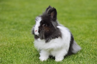 Lionhead rabbit (Oryctolagus cuniculus forma domestica) in a meadow, North Rhine-Westphalia,