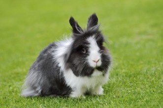 Lionhead rabbit (Oryctolagus cuniculus forma domestica) in a meadow, North Rhine-Westphalia,