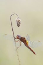 Scarlet Dragonfly (Crocothemis erythraea), male coloured female, North Rhine-Westphalia, Germany