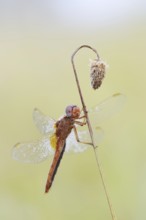 Scarlet Dragonfly (Crocothemis erythraea), male coloured female, North Rhine-Westphalia, Germany