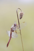 Scarlet Dragonfly (Crocothemis erythraea), male coloured female, North Rhine-Westphalia, Germany