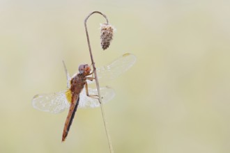 Scarlet Dragonfly (Crocothemis erythraea), male coloured female, North Rhine-Westphalia, Germany