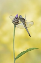 Scarlet Dragonfly (Crocothemis erythraea), female, North Rhine-Westphalia, Germany