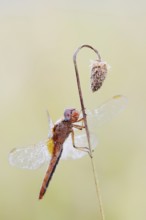 Scarlet Dragonfly (Crocothemis erythraea), male coloured female, North Rhine-Westphalia, Germany