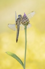 Scarlet Dragonfly (Crocothemis erythraea), female, North Rhine-Westphalia, Germany