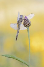 Scarlet Dragonfly (Crocothemis erythraea), female, North Rhine-Westphalia, Germany