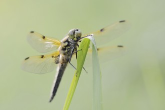 Four-spot (Libellula quadrimaculata), male, North Rhine-Westphalia, Germany