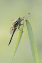 Four-spot (Libellula quadrimaculata), male, North Rhine-Westphalia, Germany