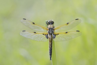 Four-spot (Libellula quadrimaculata), male, North Rhine-Westphalia, Germany