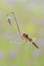 Scarlet Dragonfly (Crocothemis erythraea), male coloured female, North Rhine-Westphalia, Germany