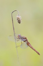 Scarlet Dragonfly (Crocothemis erythraea), male coloured female, North Rhine-Westphalia, Germany