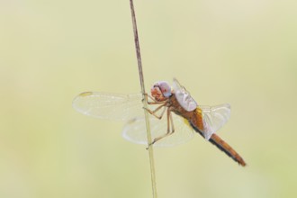 Scarlet Dragonfly (Crocothemis erythraea), male coloured female, North Rhine-Westphalia, Germany