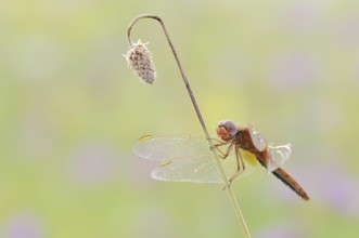 Scarlet Dragonfly (Crocothemis erythraea), male coloured female, North Rhine-Westphalia, Germany
