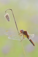 Scarlet Dragonfly (Crocothemis erythraea), male coloured female, North Rhine-Westphalia, Germany