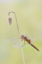 Scarlet Dragonfly (Crocothemis erythraea), male coloured female, North Rhine-Westphalia, Germany